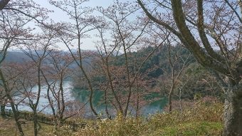 「名張中央公園」「青蓮寺湖」桜開花状況
