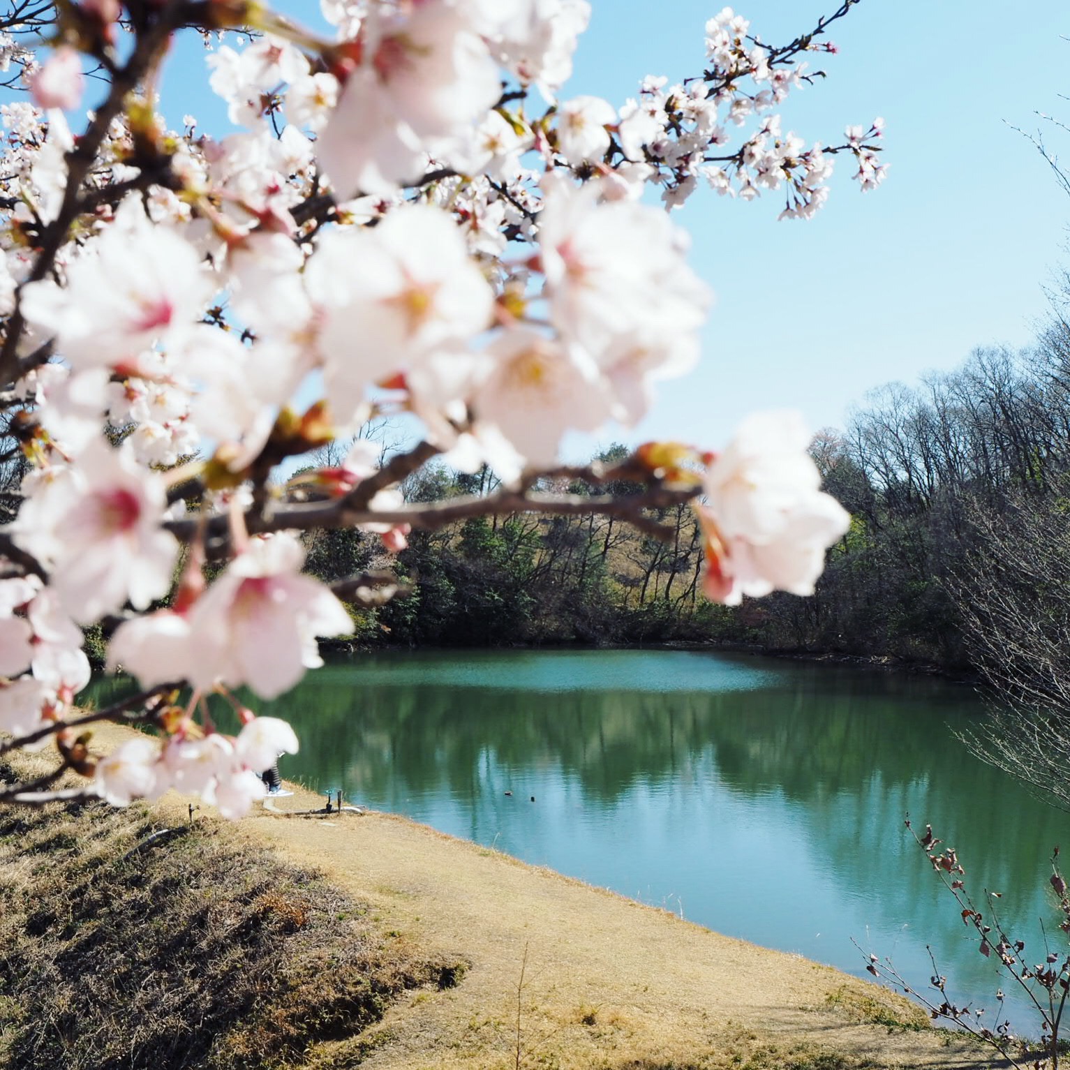 桜まつり、盛況で無事終了いたしました?