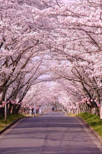 桜の開花予想・名所紹介