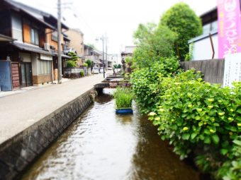 城下川の花いかだ