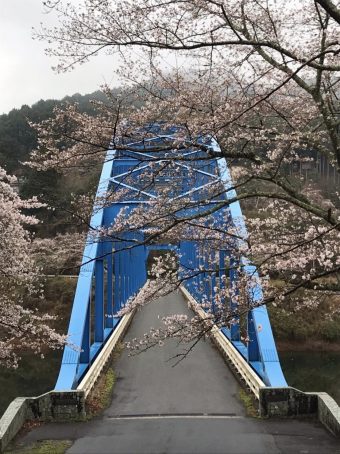 桜情報2?