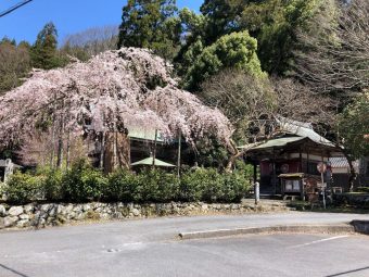 名張の桜・名所別の開花状況（2020年3月25日時点）