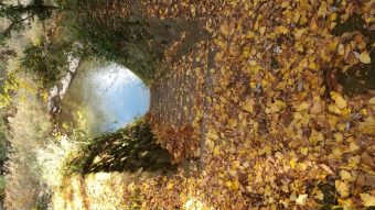 【紅葉情報】積田神社（2021.11.26撮影）