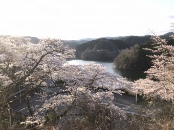 名張市内の桜?