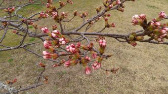 桜情報?