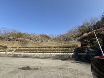青蓮寺湖の桜だより🌸3月24日現在の開花状況
