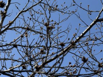 桜のつぼみ