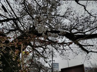 3.29（土）名張市界隈の桜情報