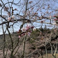 青蓮寺湖の桜だより🌸3月30日現在の開花状況