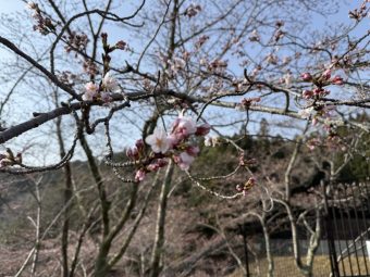 青蓮寺湖の桜