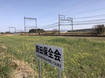 ミツバツツジ・桜・菜の花情報