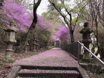名張市黒田「勝手神社」のミツバツツジ