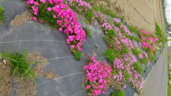 名張市矢川の芝桜