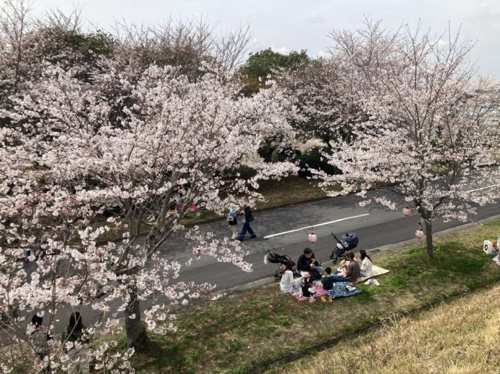 名張桜まつり