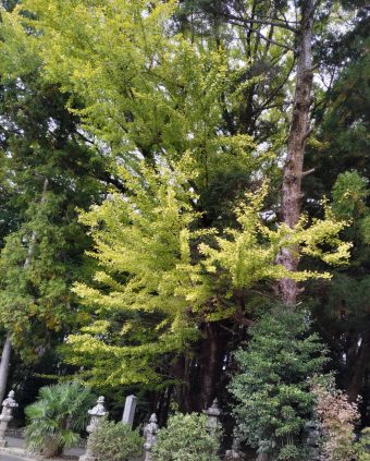 紅葉情報「積田神社」（せきたじんじゃ）「青蓮寺湖」（しょうれんじこ）「香落渓」（かおちだに）
