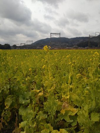 名張市矢川の菜の花畑