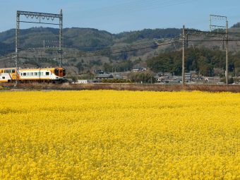 矢川の菜の花🌼春を感じる名張の隠れフォトスポット