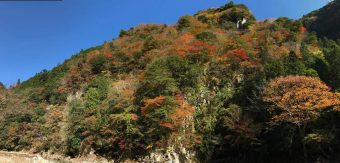紅葉情報