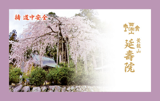 「菩提しだれ桜」