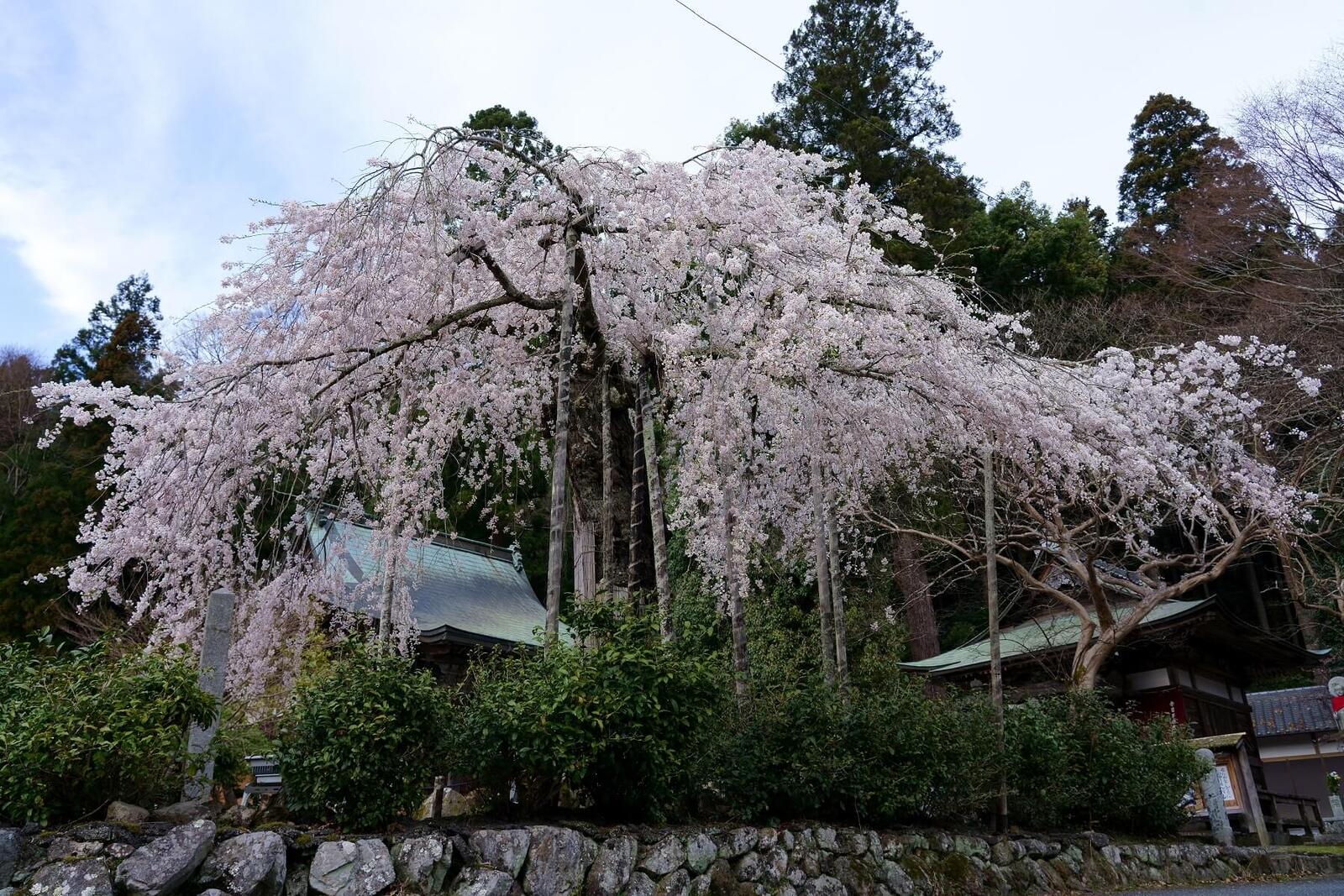 黄龍山 延壽院（えんじゅいん）