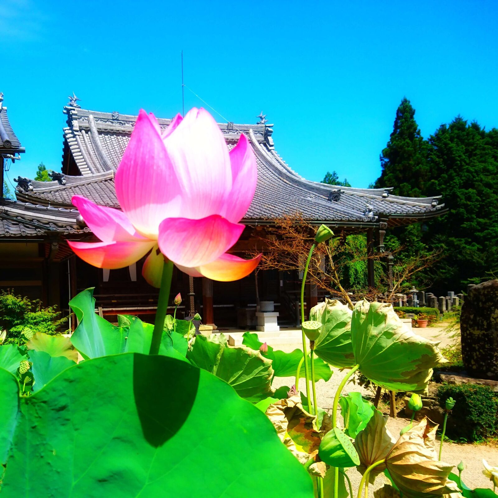 地蔵院 青蓮寺（しょうれんじ）