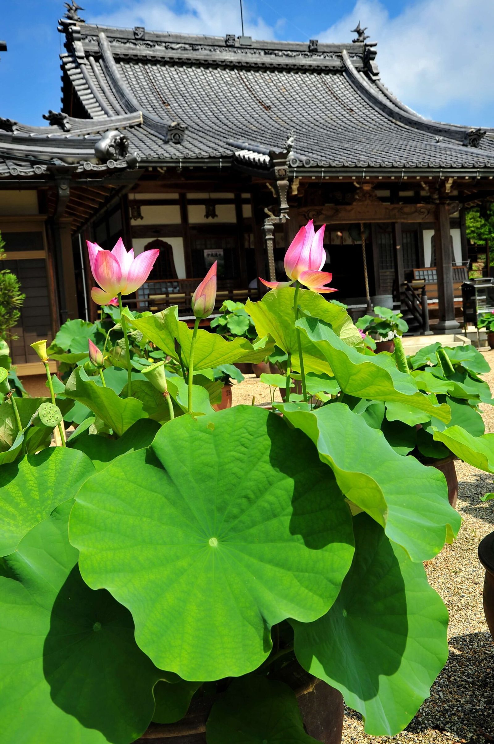 地蔵院 青蓮寺（しょうれんじ）