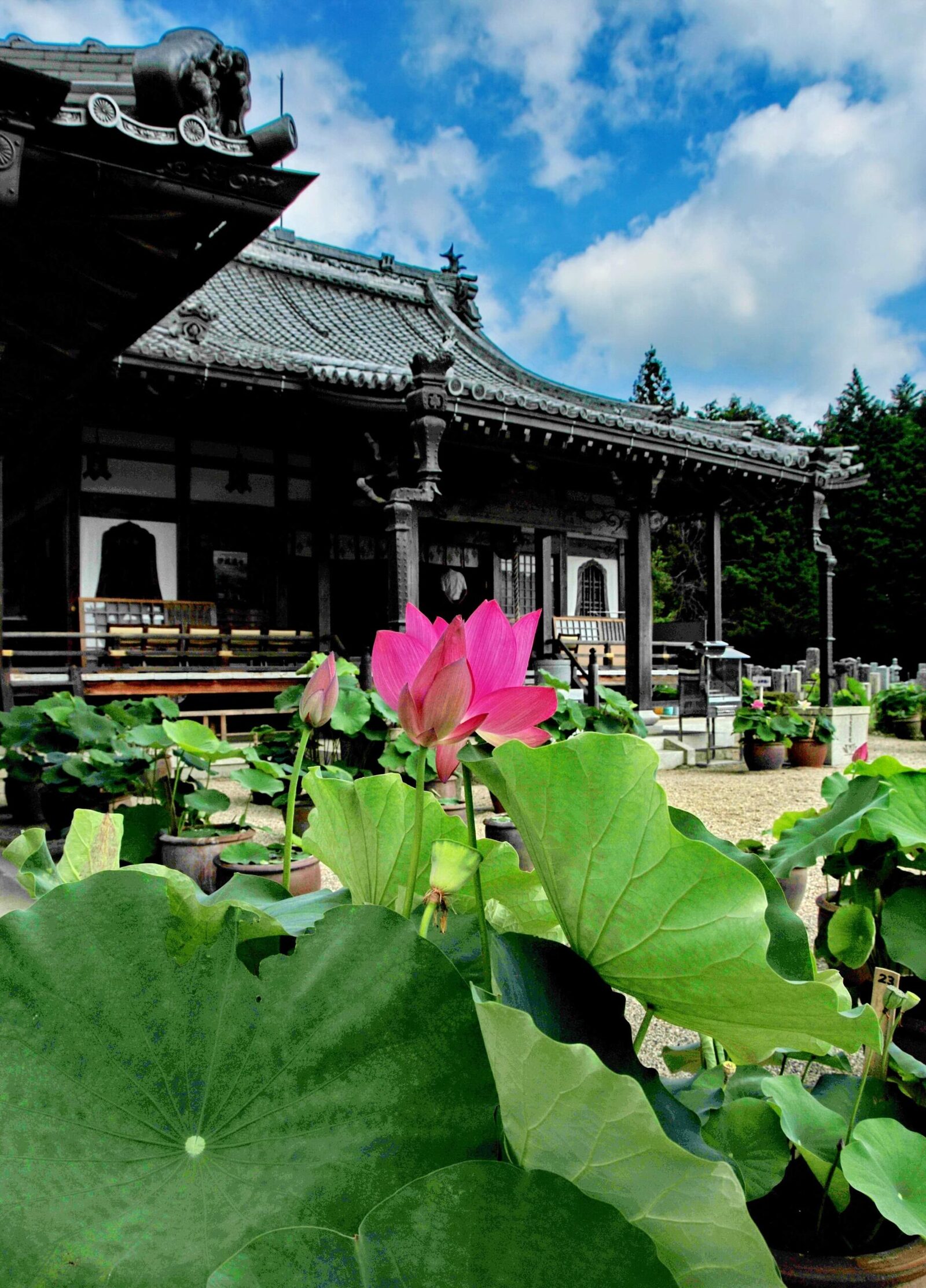 地蔵院 青蓮寺（しょうれんじ）