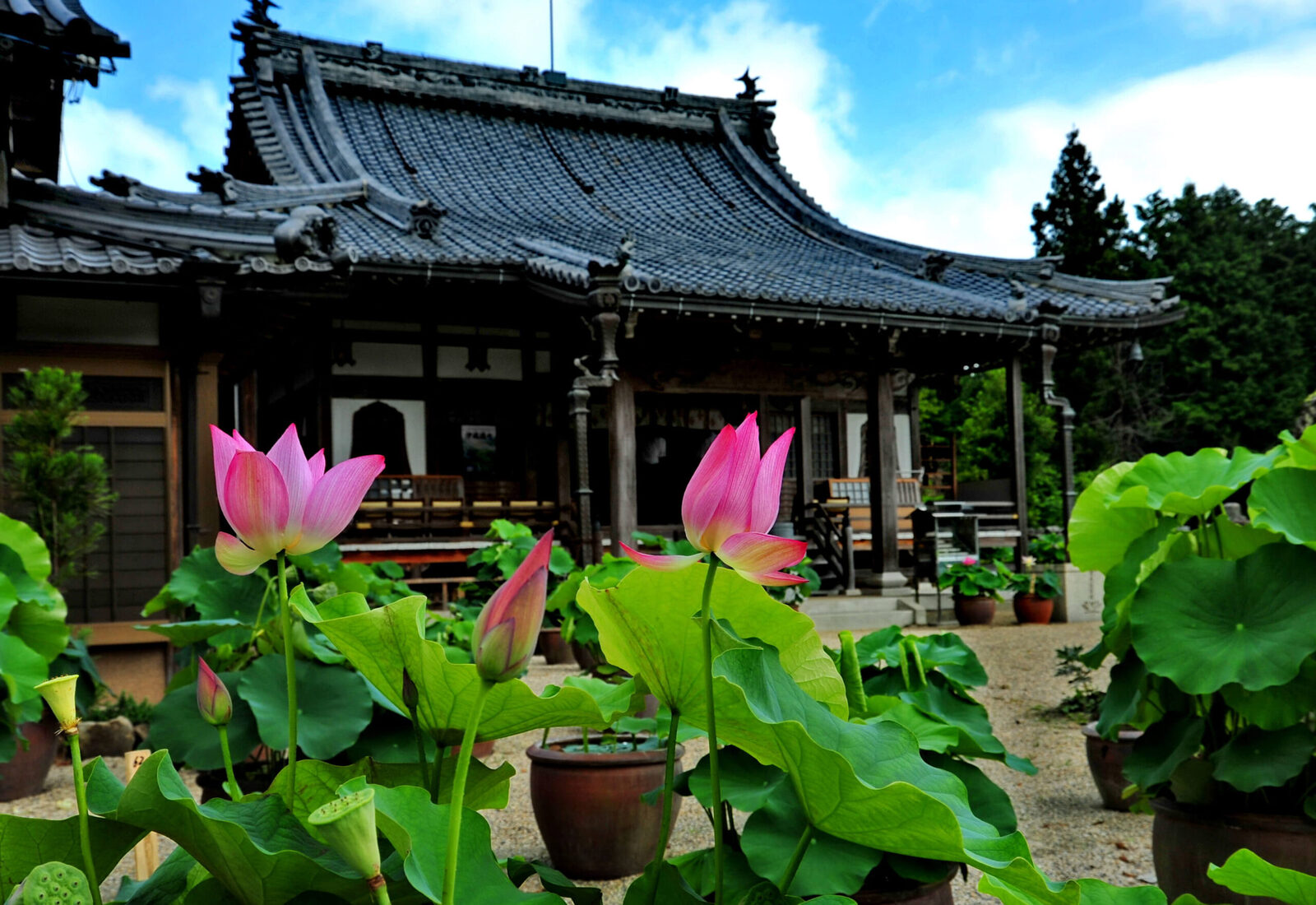 地蔵院 青蓮寺（しょうれんじ）