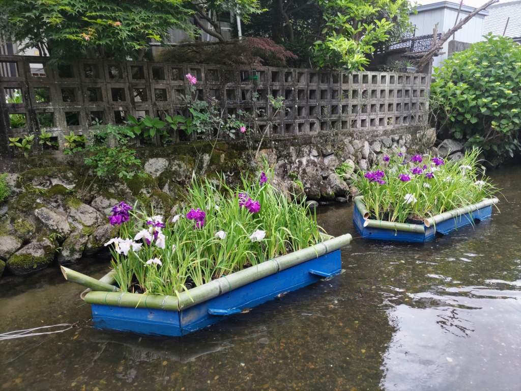 城下川 花筏
