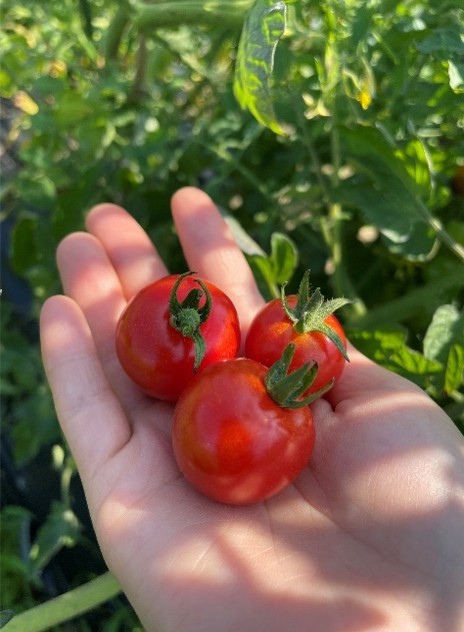【6~9月(要問合せ)】もぎたてキッチン！🥗