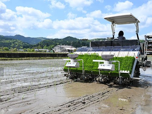 里山の米作り体験